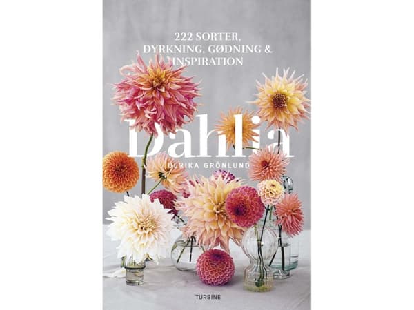 Dahlia | Ulrika Grönlund