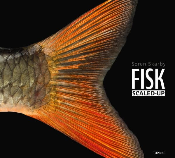 FISK – scaled-up | Søren Skarby