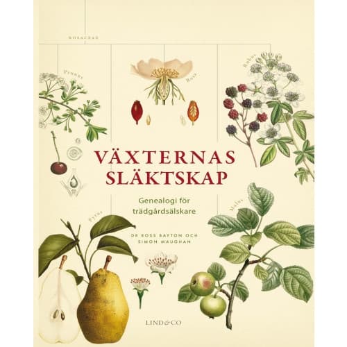 Växternas släktskap : genealogi för trädgårdsälskare (inbunden)
