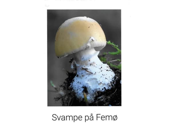Svamp på Femø | Ole Terney | Språk: Danska