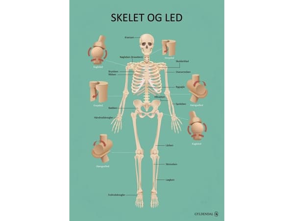 Kroppen | Språk: Dansk