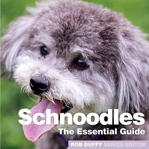 Schnoodles: Essential Guide