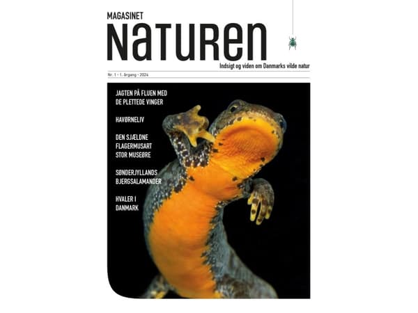 Magasinet Naturen Nr. 1 - 2024 | Morten Top og Klavs Holm | Språk: Danska