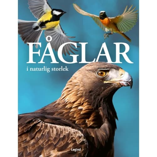 Fåglar : i naturlig storlek (inbunden)