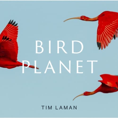 Bird Planet (inbunden, eng)