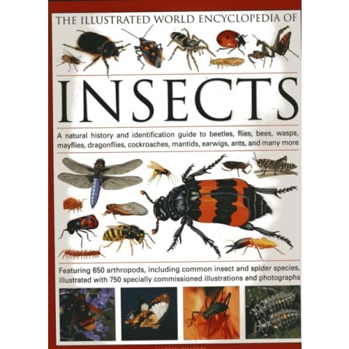 The Illustrated World Encyclopaedia of Insects (inbunden, eng)