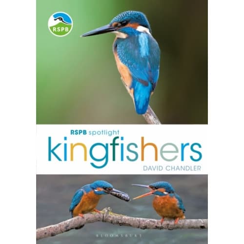 RSPB Spotlight Kingfishers (häftad, eng)