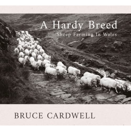 A Hardy Breed (häftad, eng)