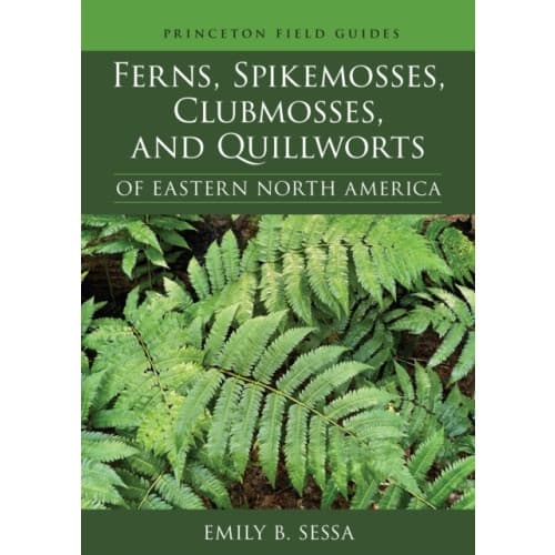 Ferns, Spikemosses, Clubmosses, and Quillworts of Eastern North America (häftad, eng)