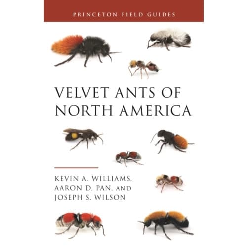 Velvet Ants of North America (häftad, eng)