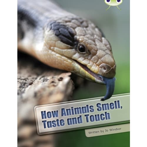 Bug Club Independent Non Fiction Year Two White A How Animals Smell, Taste and Touch (häftad, eng)