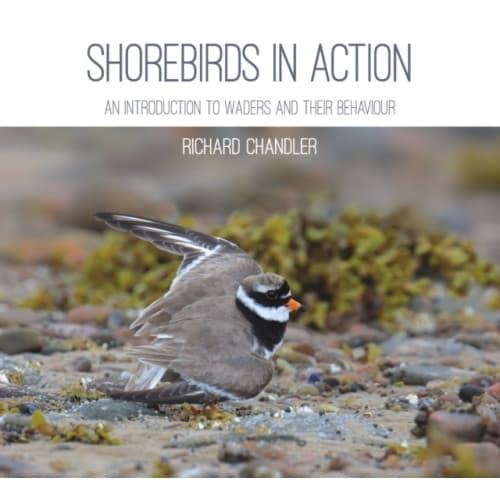 Shorebirds in Action (häftad, eng)