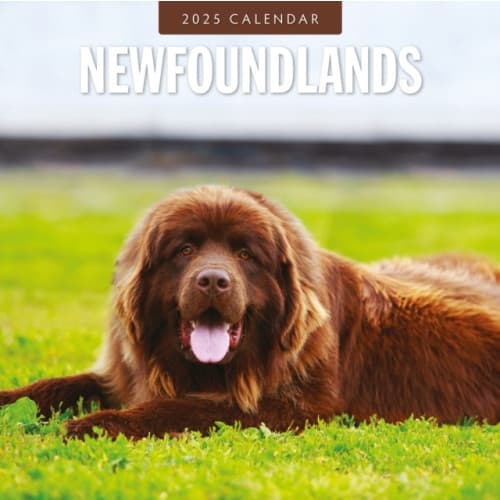 Newfoundlands 2025 Square Wall Calendar (häftad, eng)