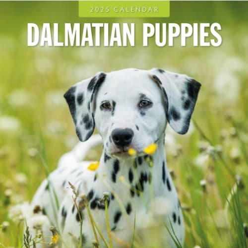 Dalmatian Puppies 2025 Square Wall Calendar (häftad, eng)