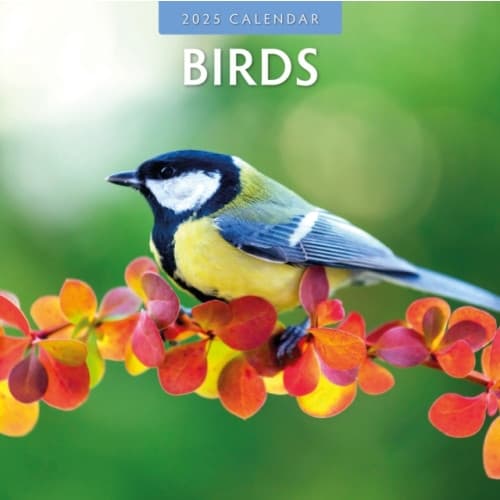 Birds 2025 Square Wall Calendar (häftad, eng)