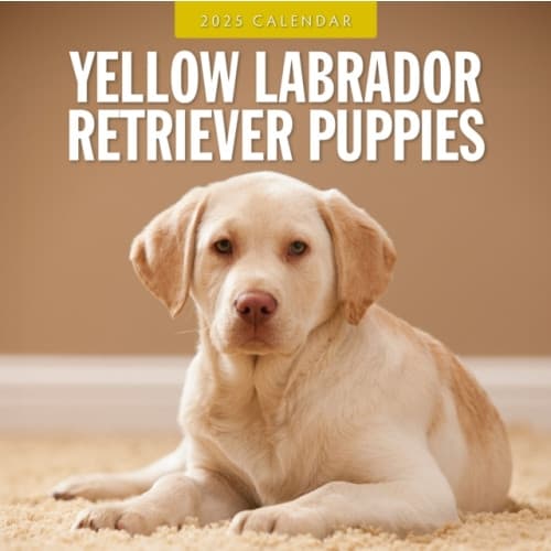 Yellow Labrador Retriever Puppies 2025 Square Wall Calendar (häftad, eng)