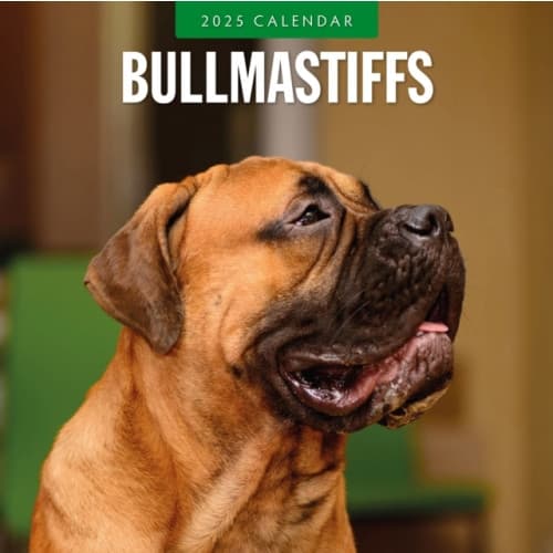 Bullmastiffs 2025 Square Wall Calendar (häftad, eng)