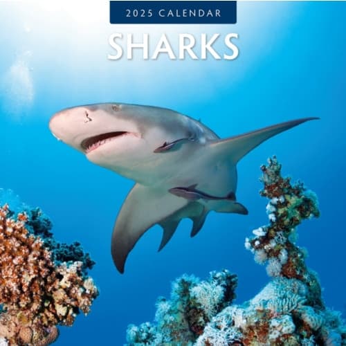 Sharks 2025 Square Wall Calendar (häftad, eng)