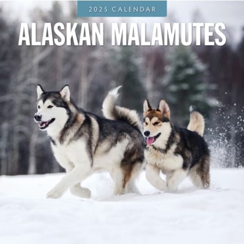 Alaskan Malamutes 2025 Square Wall Calendar (häftad, eng)