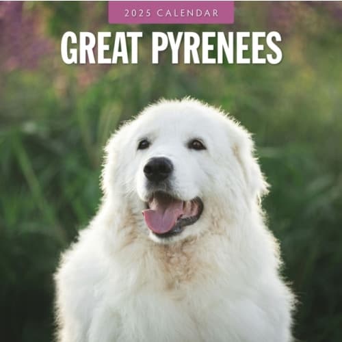Great Pyrenees 2025 Square Wall Calendar (häftad, eng)