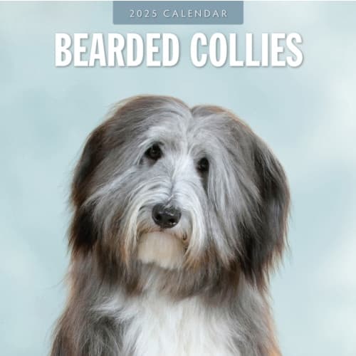 Bearded Collies 2025 Square Wall Calendar (häftad, eng)