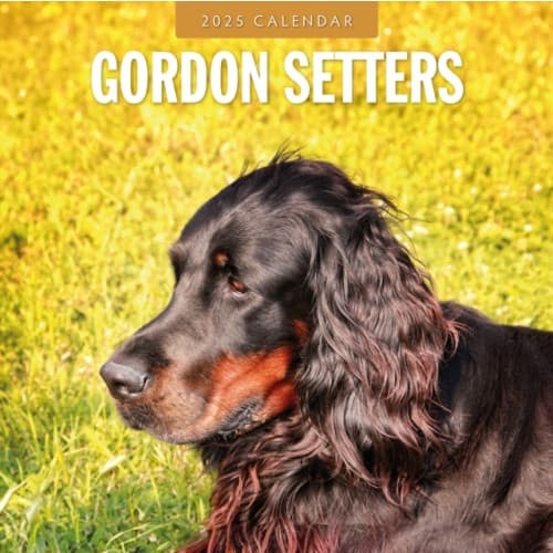 Gordon Setters 2025 Square Wall Calendars (häftad, eng)
