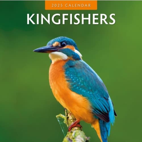 Kingfishers 2025 Square Wall Calendar (häftad, eng)