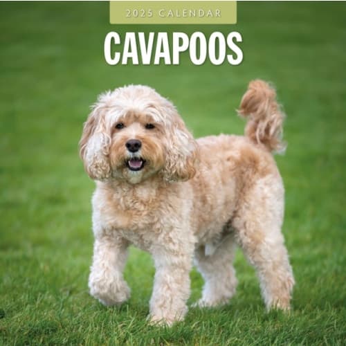 Cavapoos 2025 Square Wall Calendar (häftad, eng)