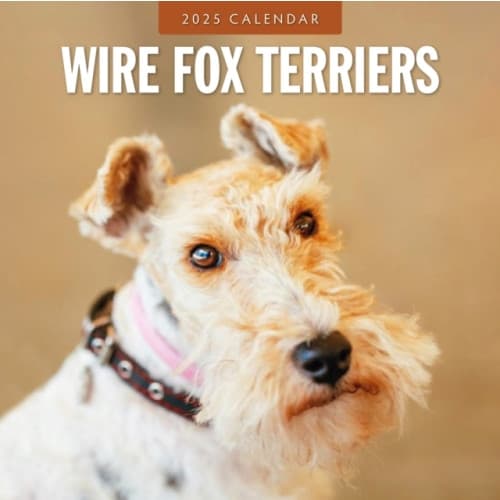 Wire Fox Terriers 2025 Square Wall Calendar (häftad, eng)