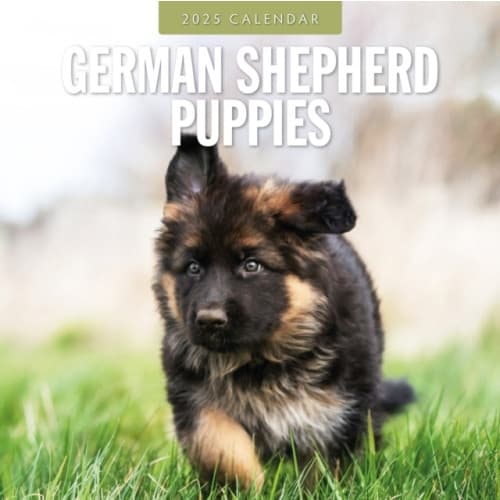 German Shepherd Puppies 2025 Square Wall Calendar (häftad, eng)