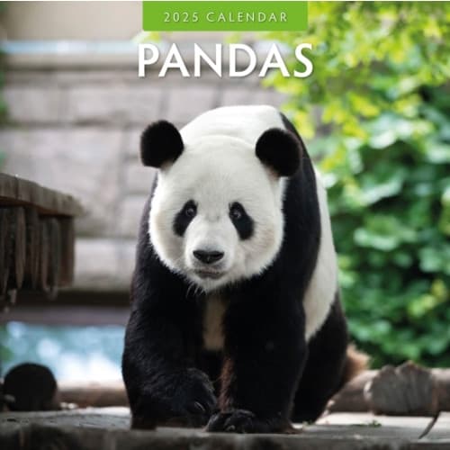 Pandas 2025 Square Wall Calendar (häftad, eng)
