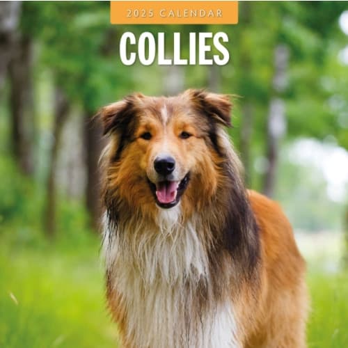 Collies 2025 Square Wall Calendar (häftad, eng)