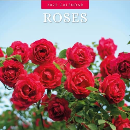 Roses 2025 Square Wall Calendar (häftad, eng)