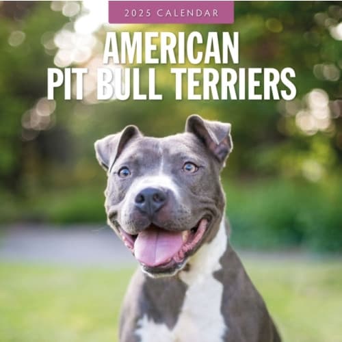 American Staffordshire Terriers 2025 Square Wall Calendar (häftad, eng)