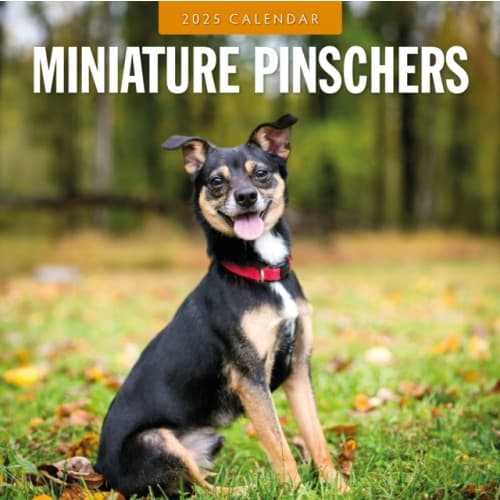 Minature Pinschers 2025 Square Wall Calendar (häftad, eng)