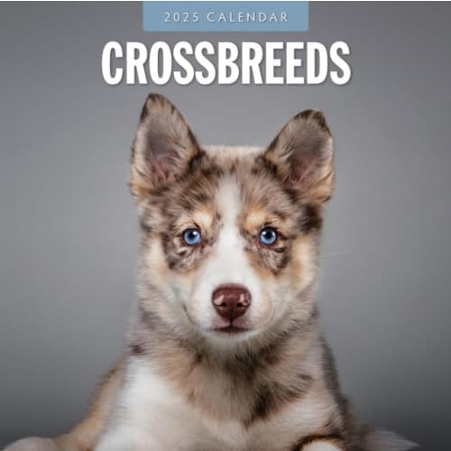 Crossbreeds 2025 Square Wall Calendar (häftad, eng)