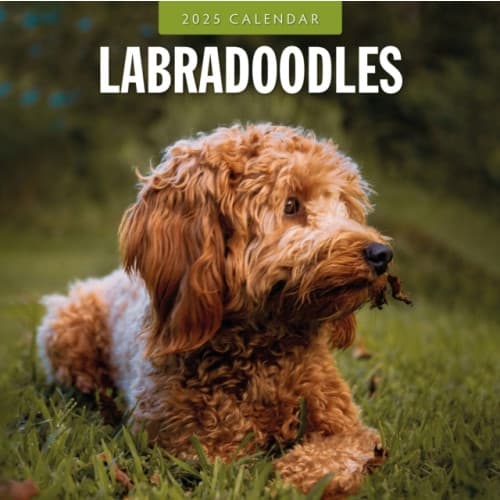 Labradoodles 2025 Square Wall Calendar (häftad, eng)