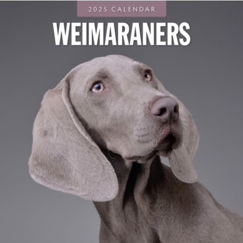 Weimaraners 2025 Square Wall Calendar (häftad, eng)