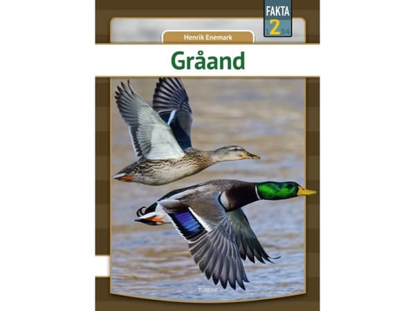 Gråand | Henrik Enemark