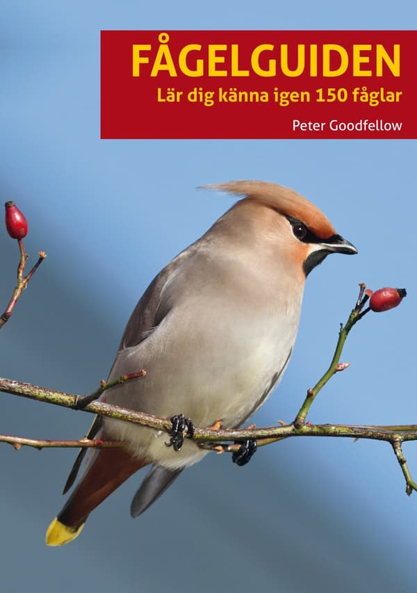 Fågelguiden - Lär Dig Känna Igen 150 Fåglar (Bok)