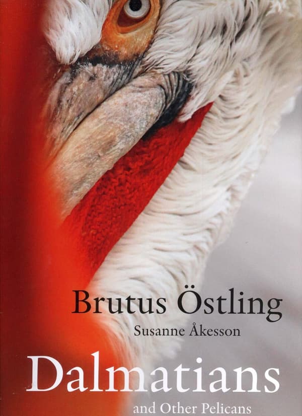Dalmatians And Other Pelicans (Bok)