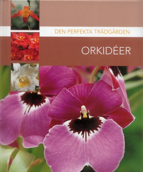 Orkidéer (Bok)