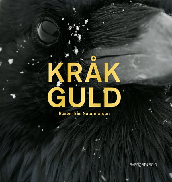 Kråkguld - Röster Från Naturmorgon (Bok)