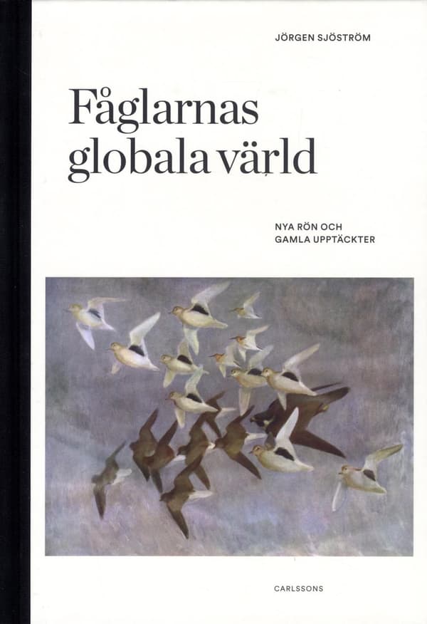 Fåglarnas Globala Värld - Nya Rön Och Gammal Kunskap (Bok)