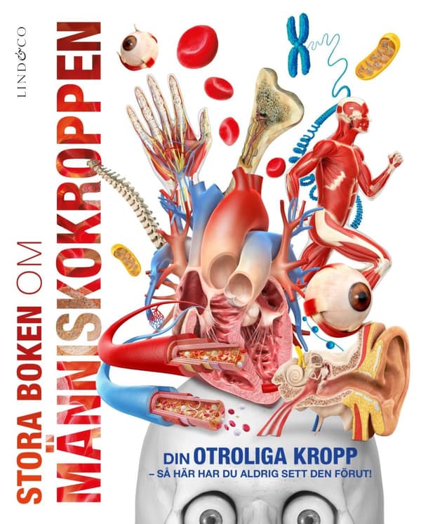 Stora Boken Om Människokroppen (Bok)
