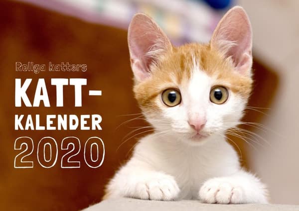 Roliga Katters Kattkalender 2020 (Bok)