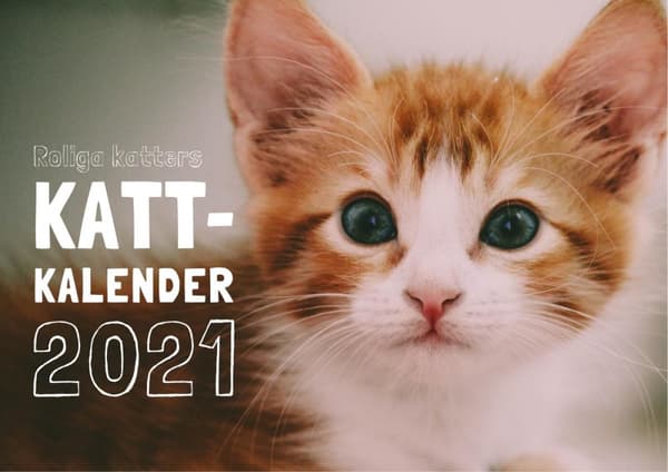 Roliga Katters Kattkalender 2021 (Bok)