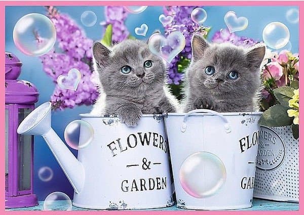 TREFL Puzzle 4 in 1 set Kittens