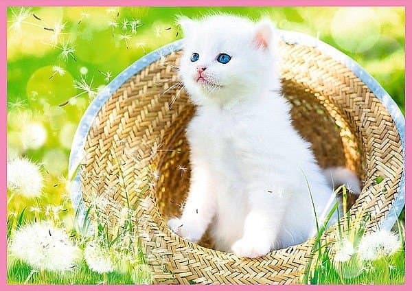 TREFL Puzzle 4 in 1 set Kittens