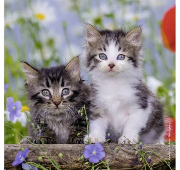Ravensburger palapeli 3x49 kpl Kitties